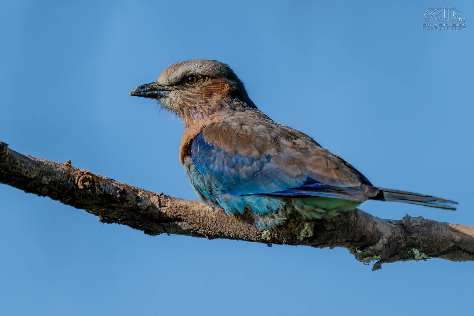 Solio - Abyssinian roller The Lilac-breasted roller is the most common roller in Kenya. But in Solio we could also spot the Abyssinian Roller (Coracias abyssinicus). This bird has even longer tail feathers and its breast is completely blue. Stefan Cruysberghs